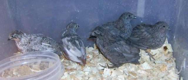 42359_quails_5_weeks.jpg