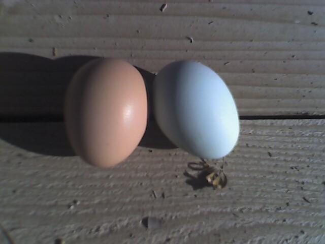 42437_blue_egg_1-11-10.jpeg