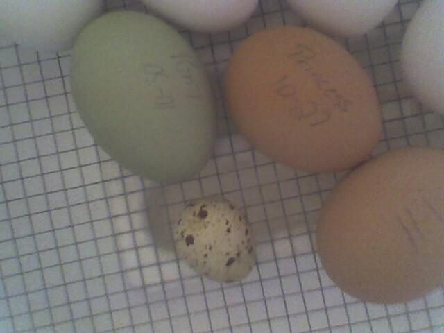 42437_eggs_11-6.jpg