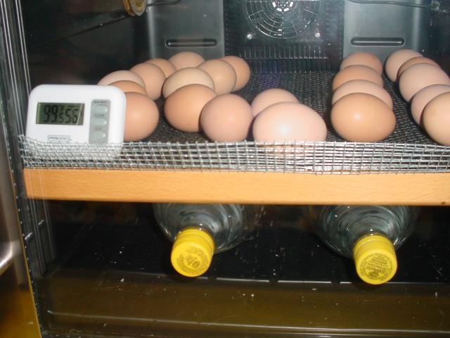 42454_chicks_011.jpg