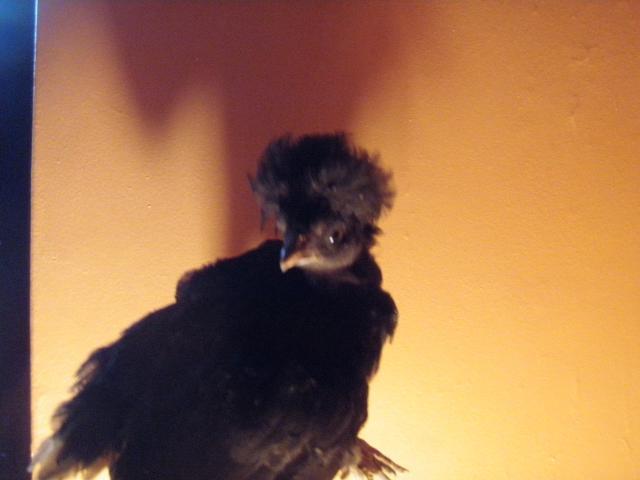 Bantam Polish Crested Top Hat Chicks 5 Weeks White Black Backyard Chickens Learn How To Raise Chickens