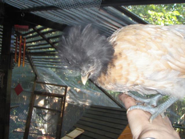 42508_lacey_head_side.jpg