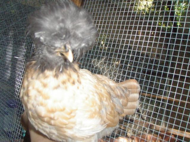 42508_lacey_pullet_3_mo.jpg