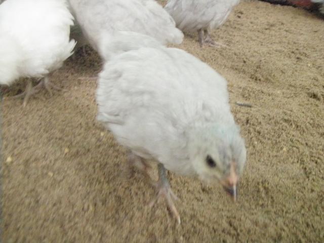 42508_lav_amer_cockerel_25_mo.jpg