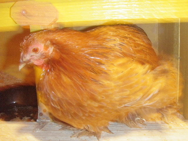 42508_nutmeg_the_cochin_pullet_or_roo_1.jpg