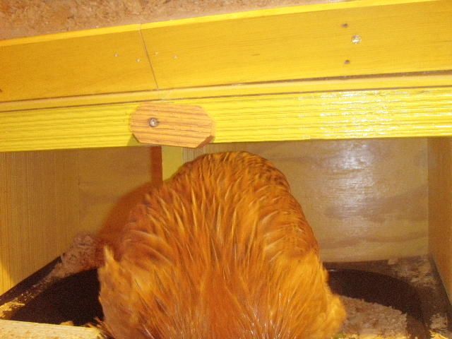 42508_nutmegs_saddle_feathers_roo_or_pullet.jpg