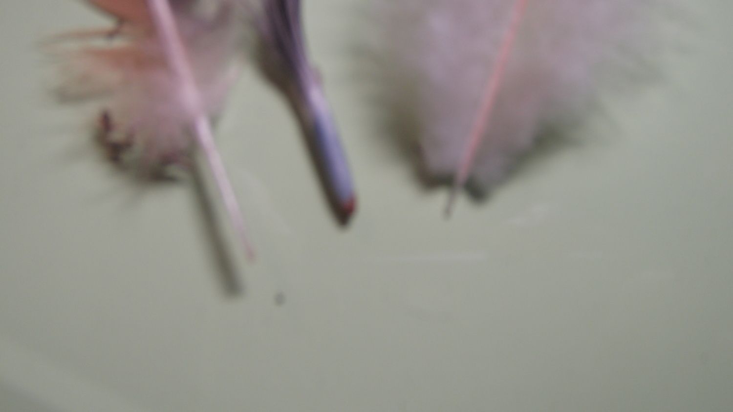 42508_p1010257.jpg