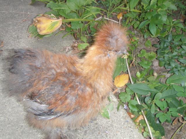 42508_p9250884.jpg