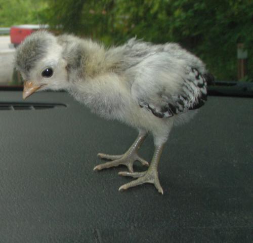 42508_polish_chick_on_dash_10_days.jpg