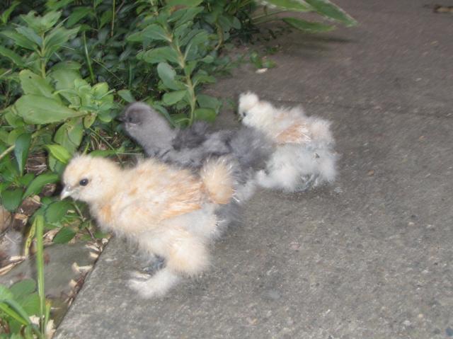 42508_silkie_chicks_blue_buff_lt_buff_3.jpg