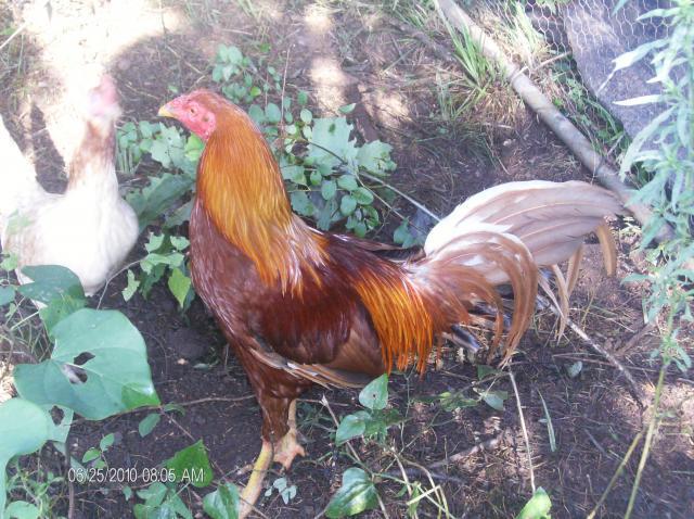 42512_006.jpg
