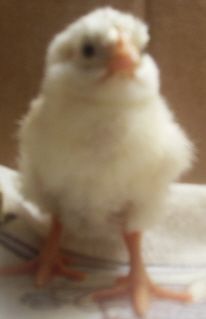 42512_chickens_045.jpg