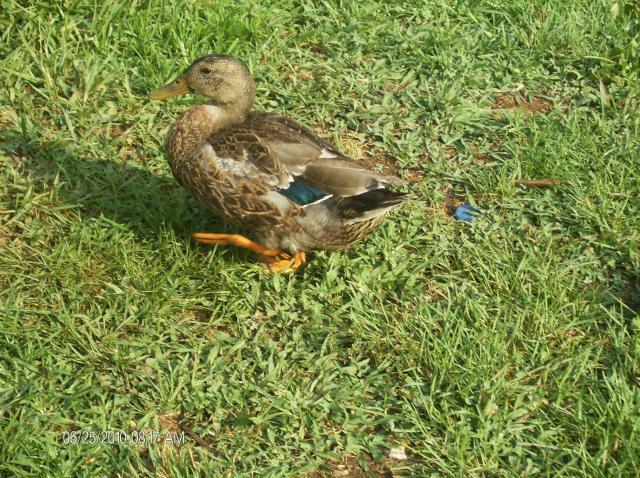 42512_duck_green_2.jpg