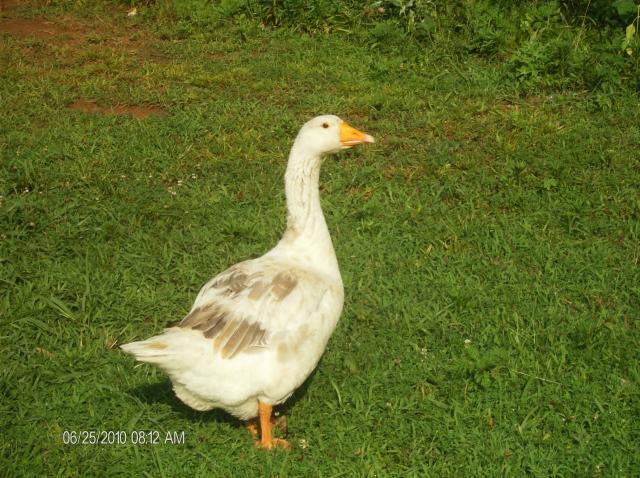 42512_goose_green.jpg