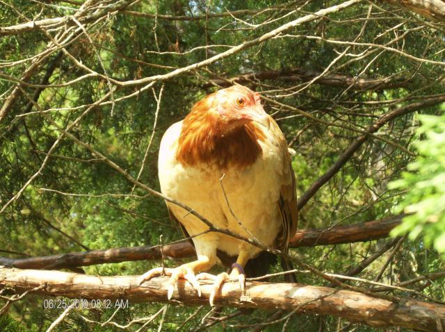 42512_hen_in_tree.jpg