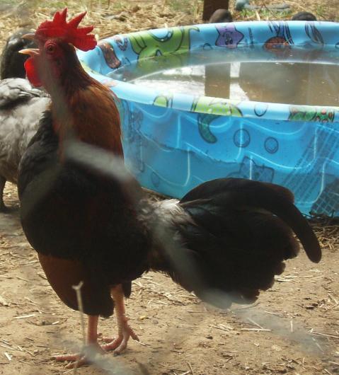 42512_oegb_roo_crowing.jpg