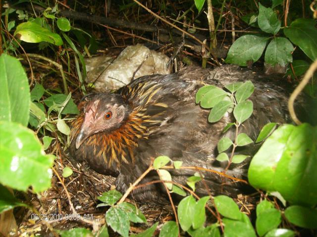 42512_setting_hen_greenery.jpg