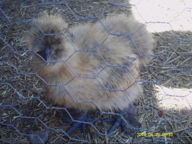 42512_silkie_3.jpg