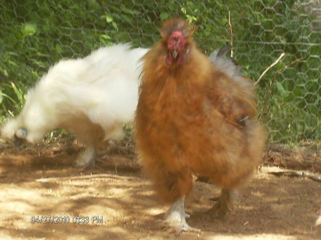 42512_silkie_roo_and_hen.jpg