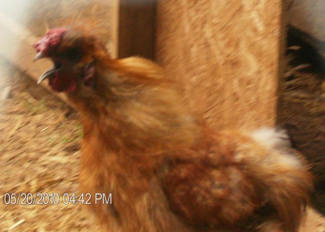 42512_silkie_roo_crowing.jpg