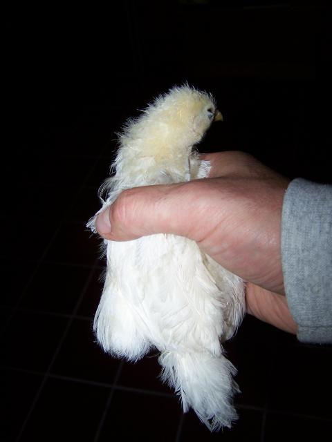 42579_100_3471.jpg