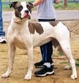 42582_alapaha-blue-blood-bulldog-0001.jpg