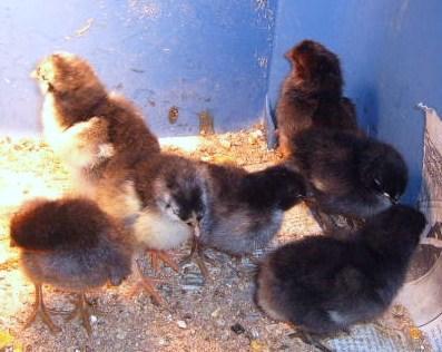 42582_chicks_hatch_10-19-09_002-2.jpg