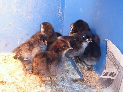 42582_chicks_hatch_10-19-09_005-2.jpg