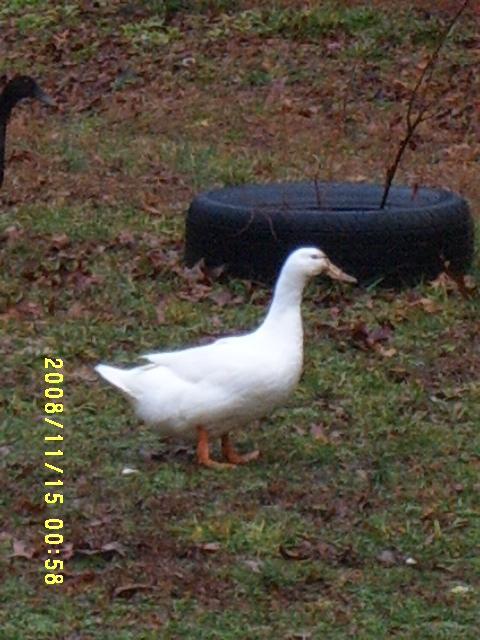 42582_ducks_004.jpg