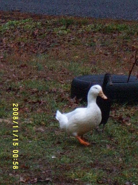 42582_ducks_005.jpg