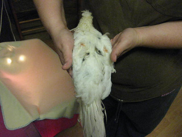 42582_img_0575.jpg