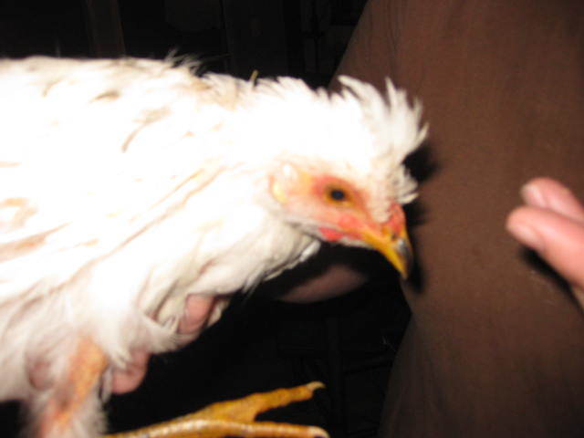 42582_img_0578.jpg