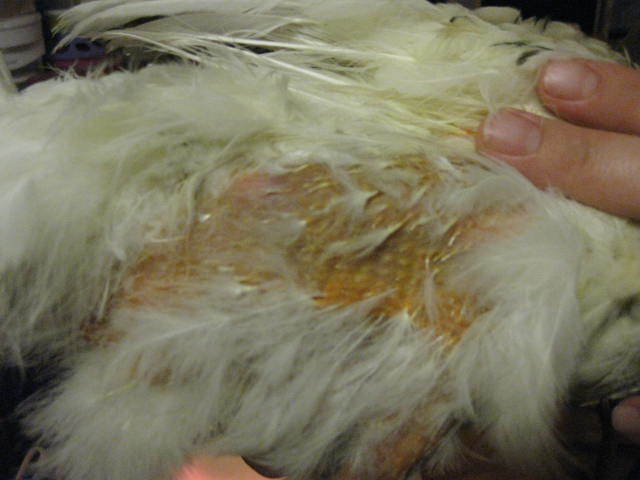 42582_img_0579.jpg