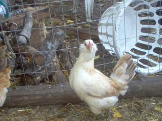 42605_my_chickens_035.jpg