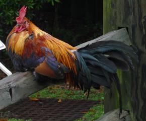 42658_rooster.jpg