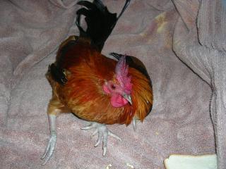 42685_dscn2568.jpg