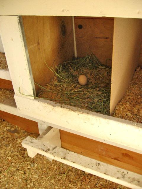 42697_inside_nest.jpg