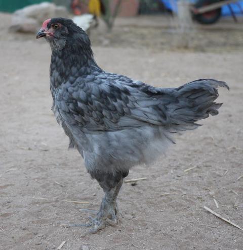 42719_eggy4.jpg