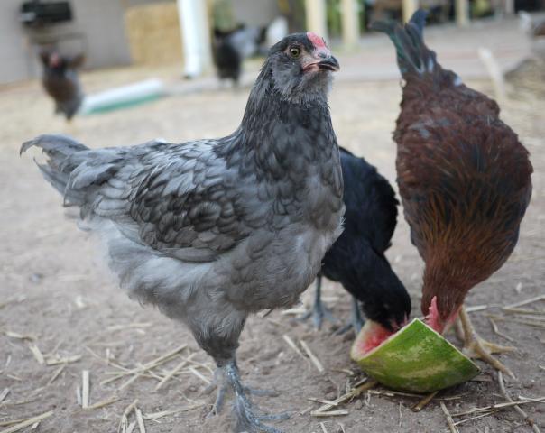 42719_eggy5.jpg