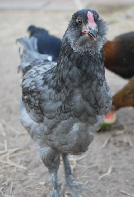 42719_eggy6.jpg