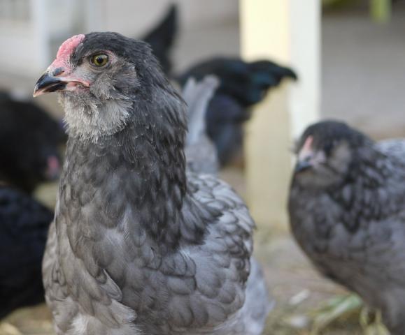 42719_eggy7.jpg