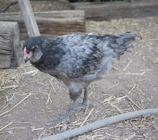 42719_eggy8.jpg