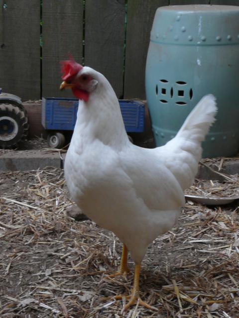 42727_penelope.jpg