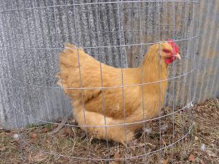 42757_chicken_pics_033.jpg