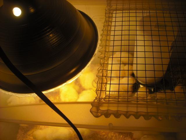 42757_chicks_007.jpg