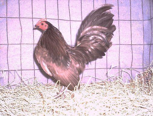 42757_chk.jpg