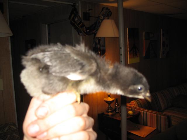 42787_img_1967.jpg