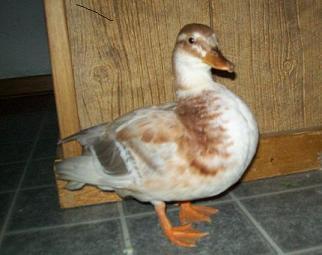 42839_call_duck.jpg