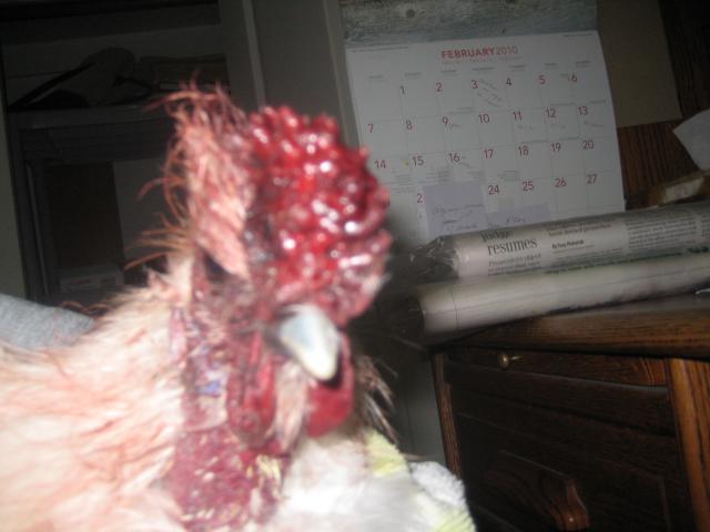 42852_injured_rooster_2-19-10_002.jpg