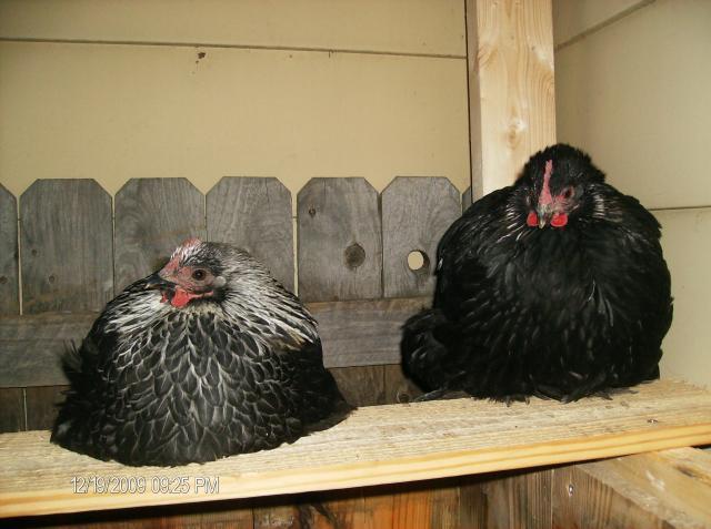 42887_chicken_coop_062.jpg